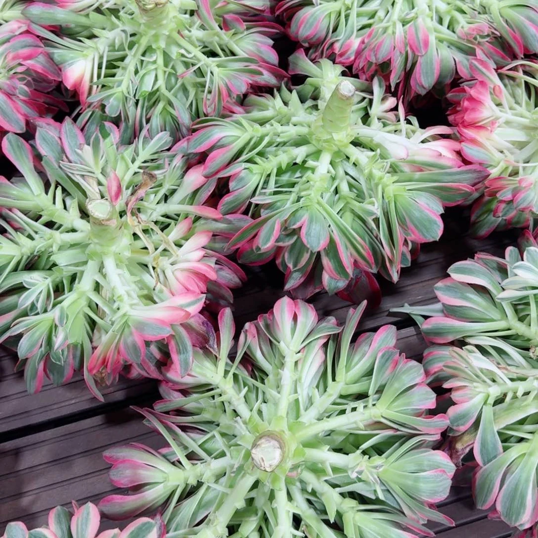 S****彦多肉植物发货发货寄养花样年华