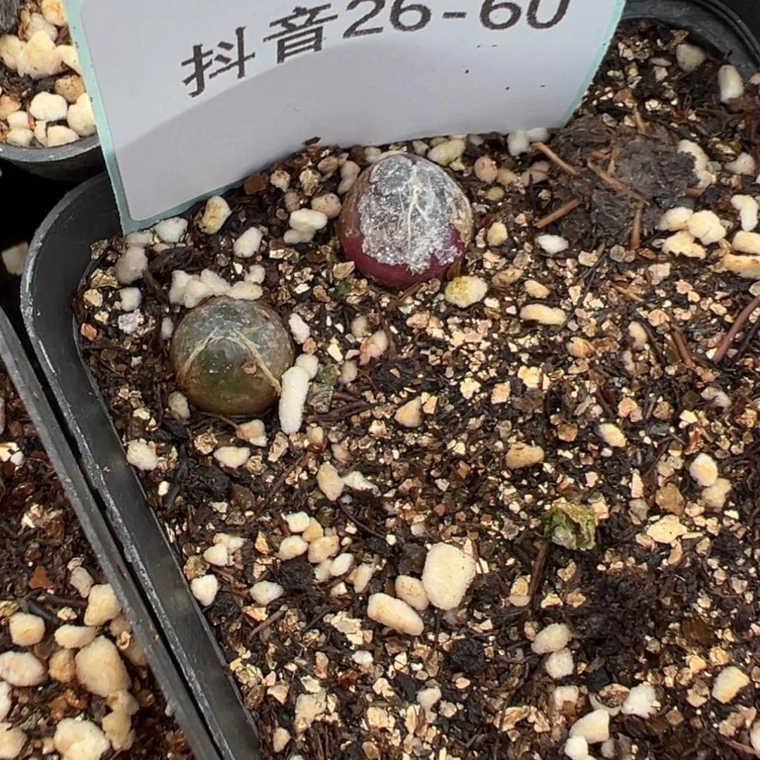 26-60肉锥多肉植物，