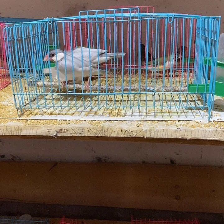 文鸟巨**科银文，包活到家