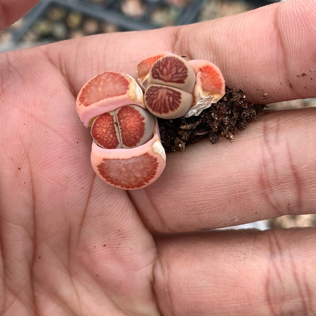 X142多肉植物保护