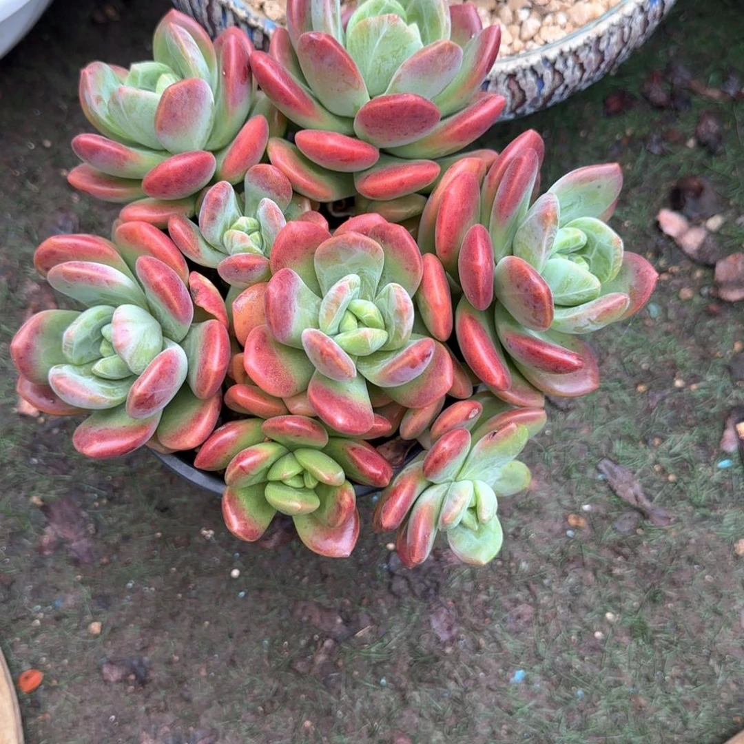 多肉植物多肉植物