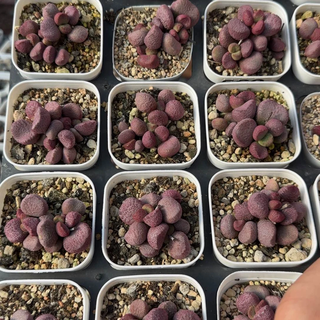 单颗夏娃量拍链接