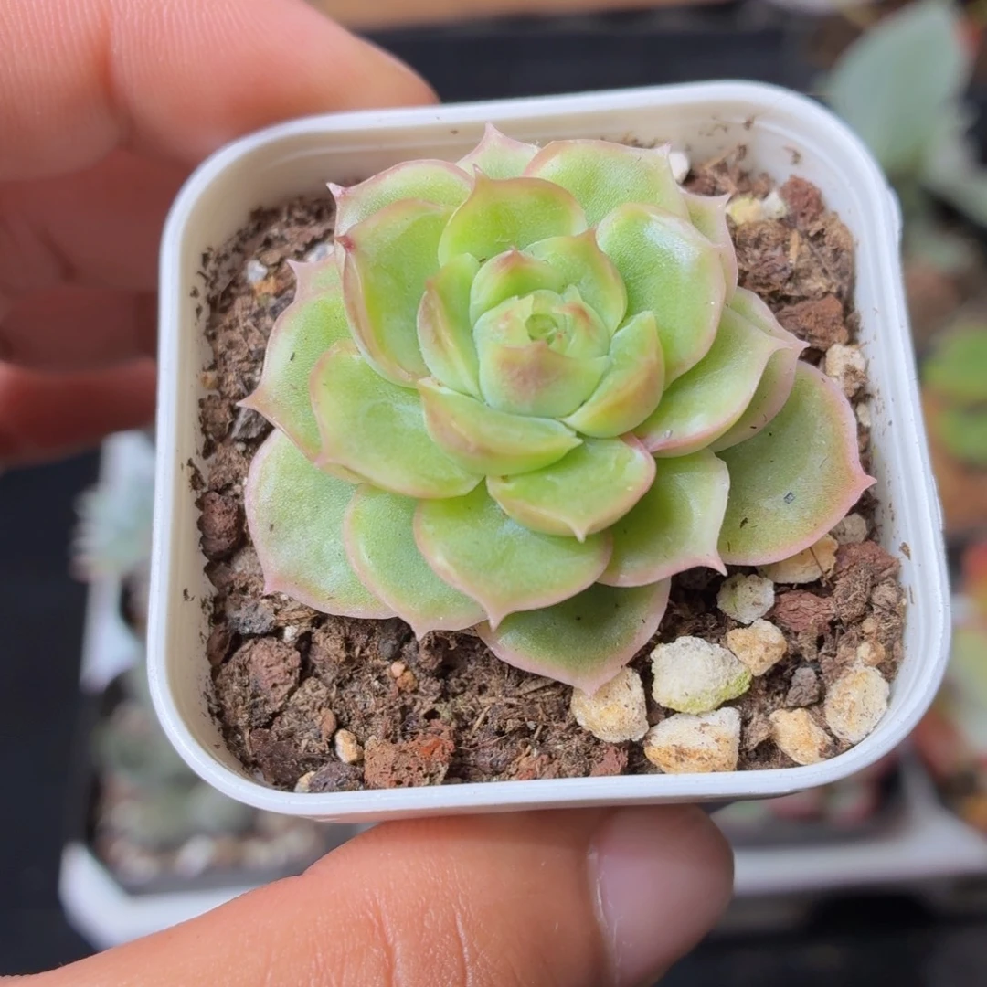 水晶虾饺多肉9.9包邮发货