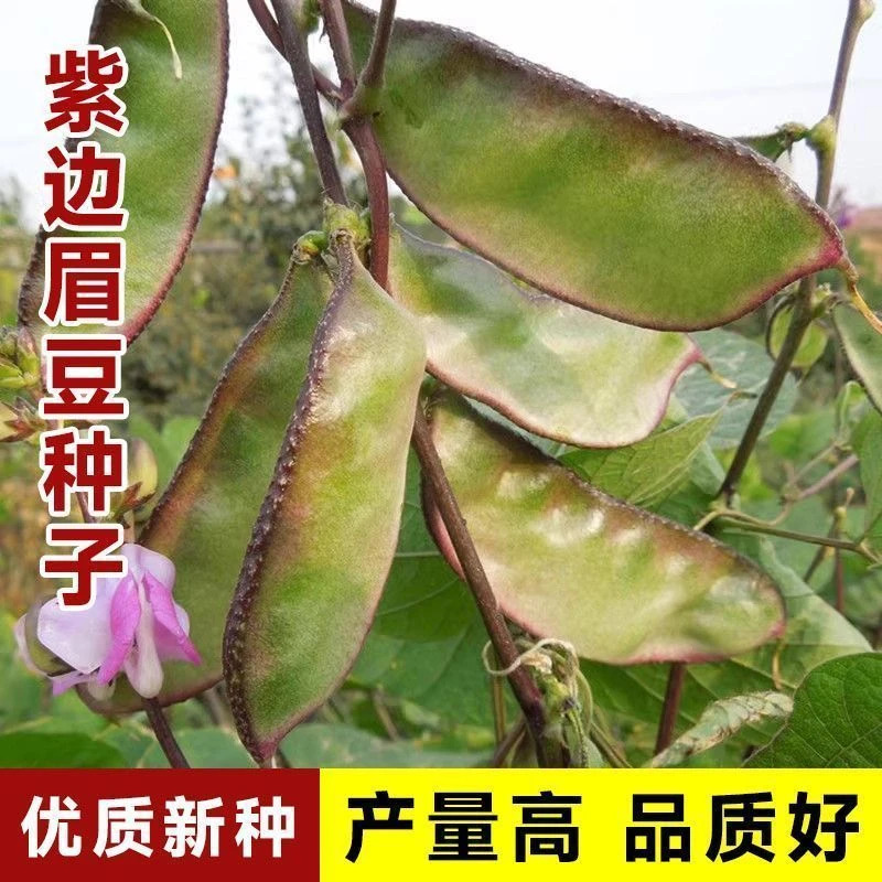 正宗眉豆种子猪耳朵红边眉豆种子扁豆角种蛾眉豆蔬菜种子豆角种子