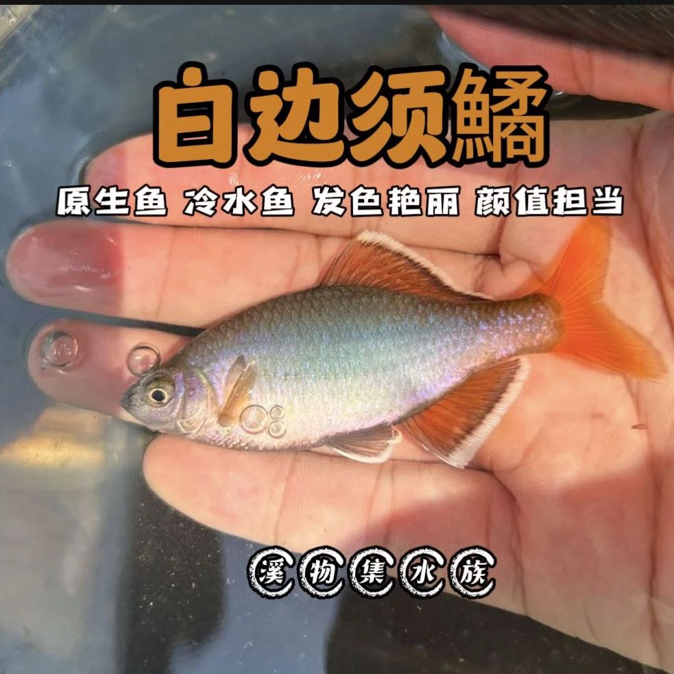 广西白边须鱊 网红原生鱼