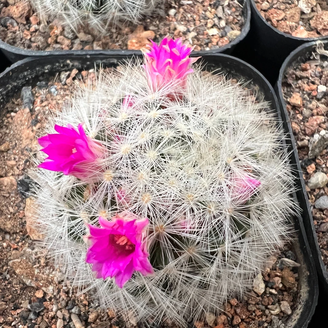 二妹园艺（刘氏 实生根）好花色仙人球满18包邮随机发