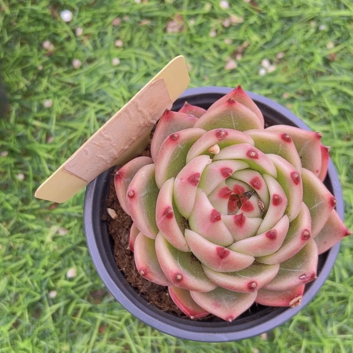 健健康康平平安安