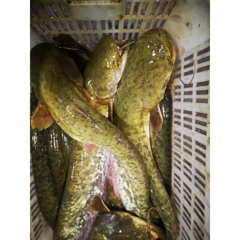 四川大口鲶鱼  冰鲜现捞 生态养殖