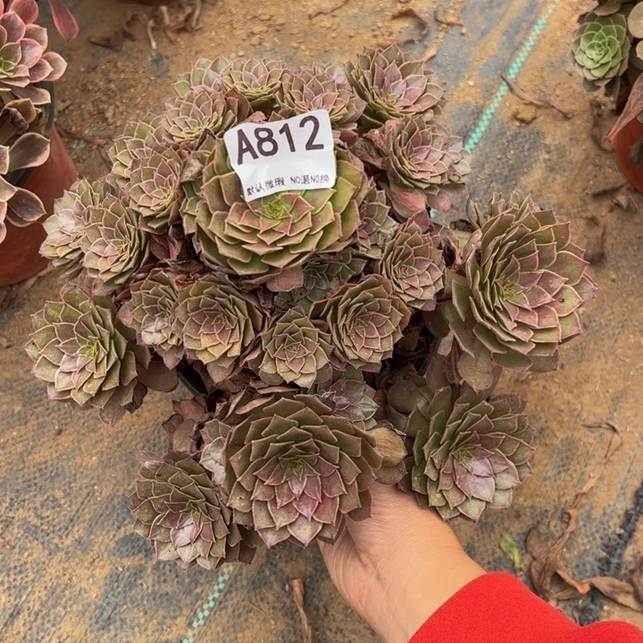 红魔多肉植物812.