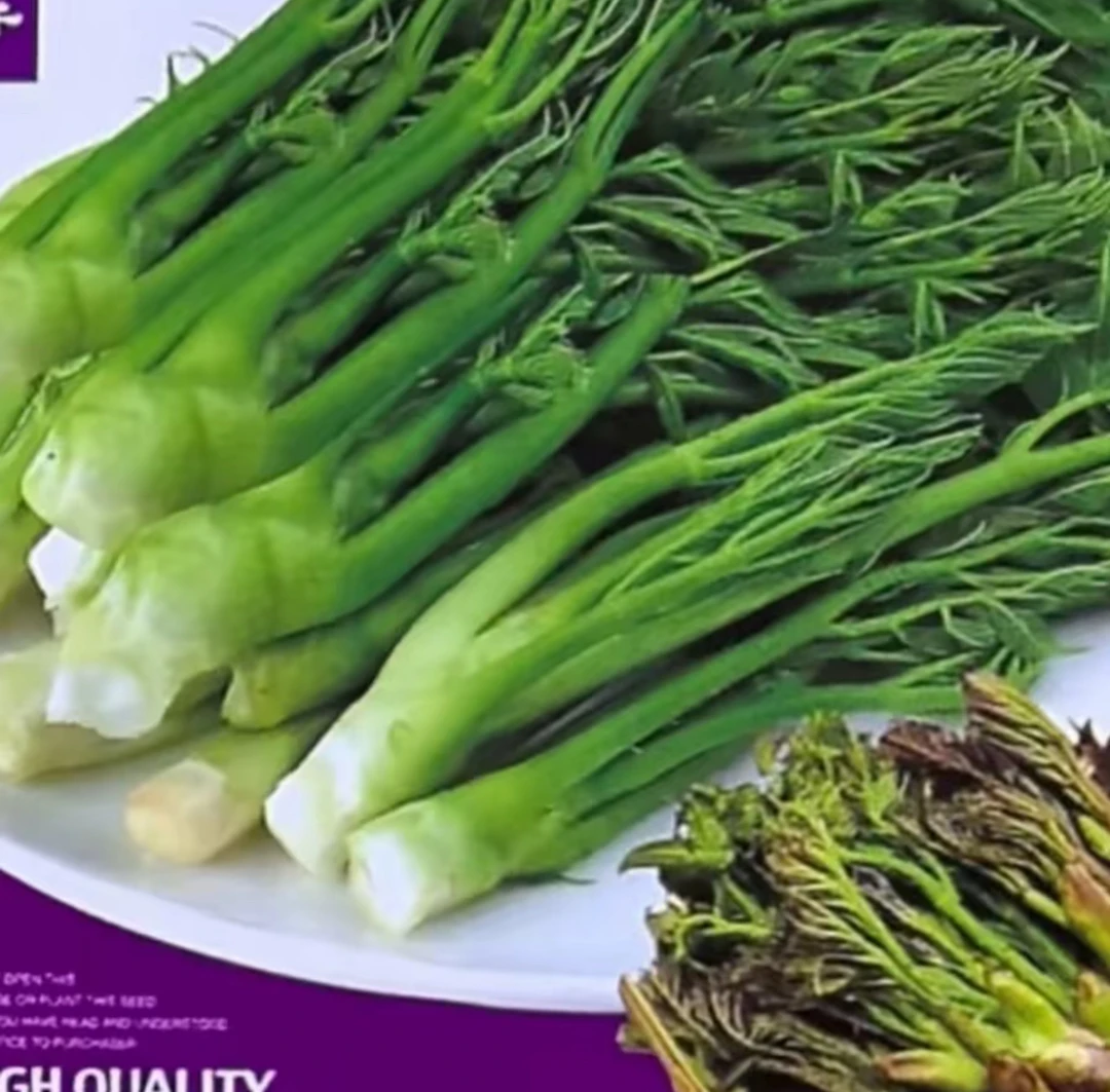 刺老芽种子（又叫刺龙芽）