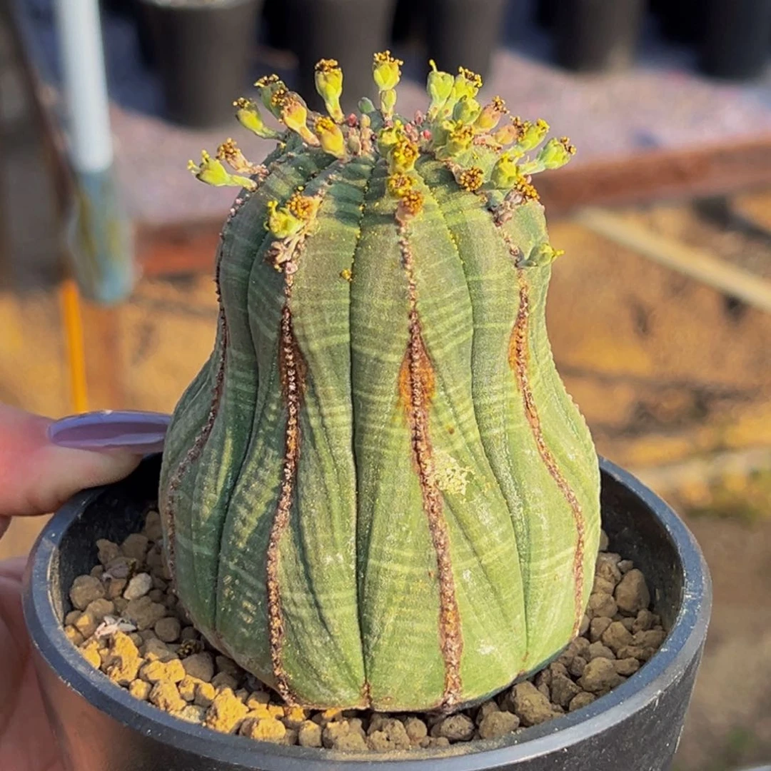 m宝塔造型布纹球