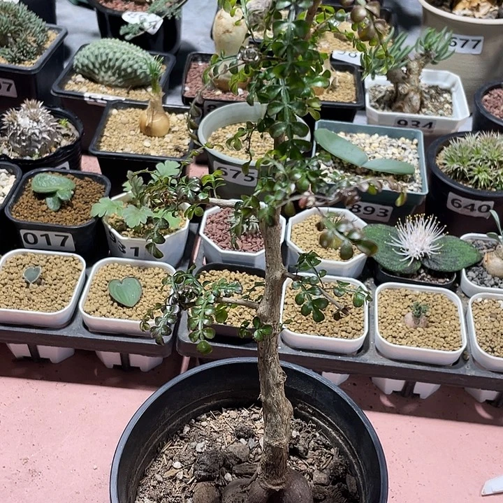 907大列加漆树块根