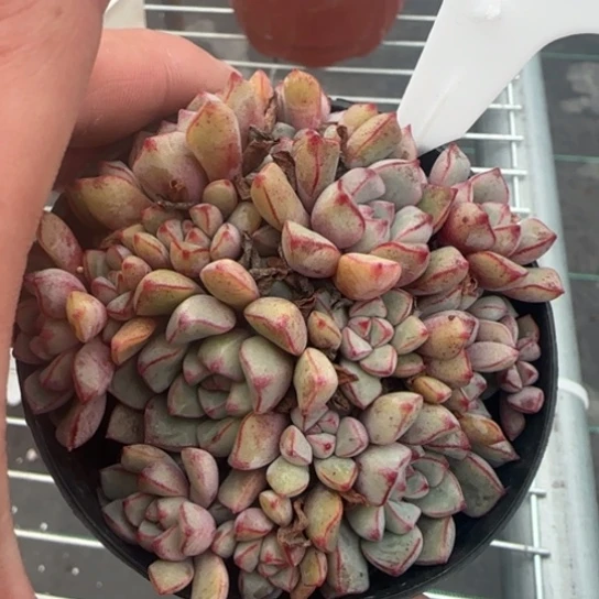 143蓝宝石 一物一拍多肉