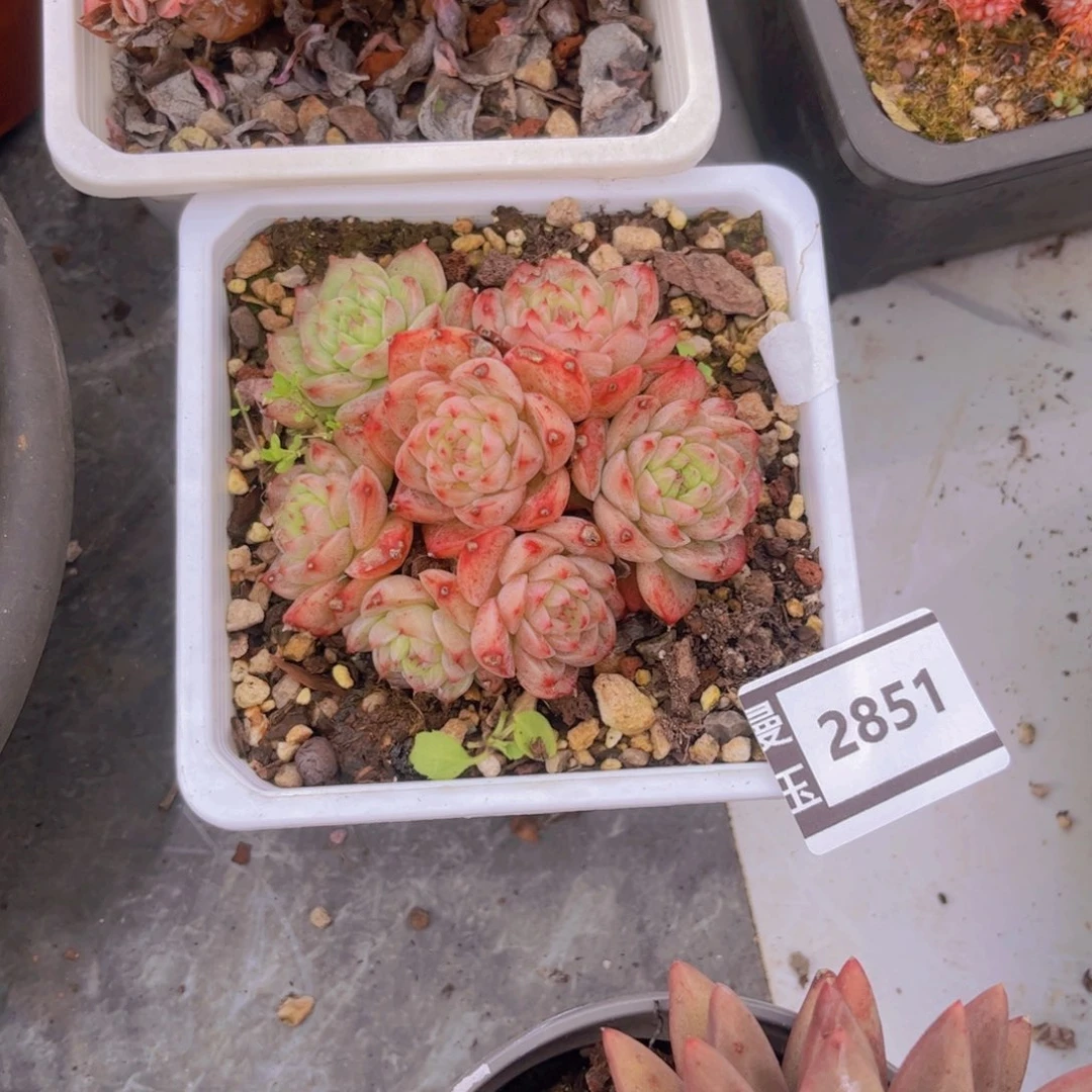 天鹅绒杂多肉植物2851