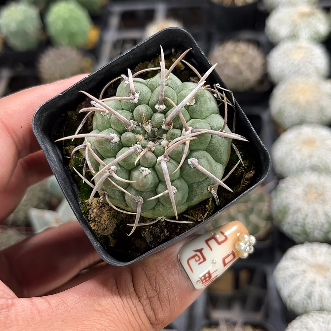 裸恶单头发货单头发货