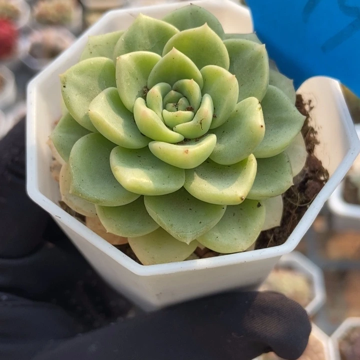 1019布偶锦多肉植物保护