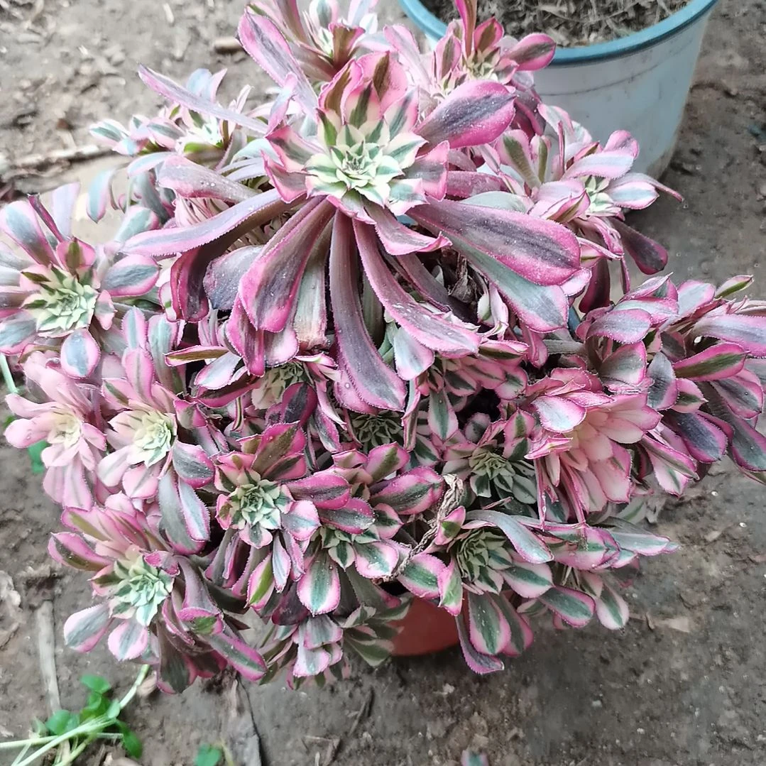 铜壶超白腿弯法师3-120