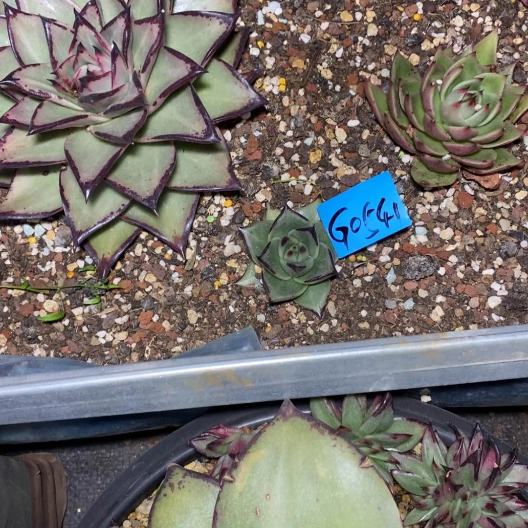 多肉植物多肉植物0541