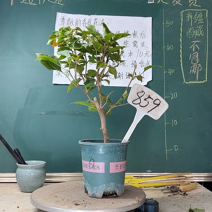 当前无花栽培后可以开花暗斑夕阳红859