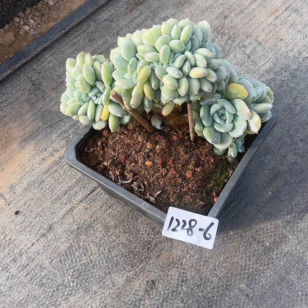 1228-6劳林缀化多肉微瑕
