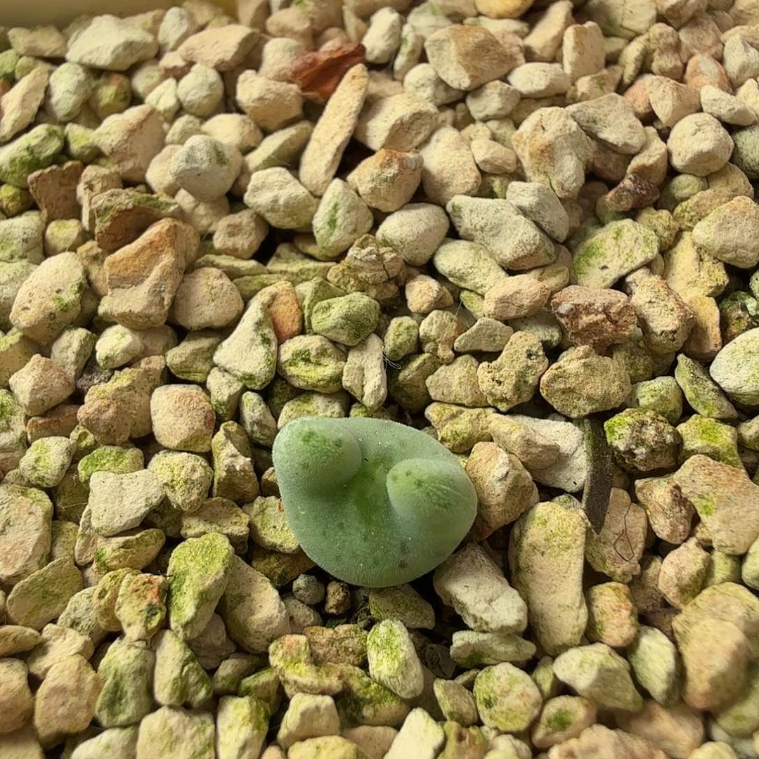 肉*嘟dy1 肉嘟嘟 猫dg 6-1