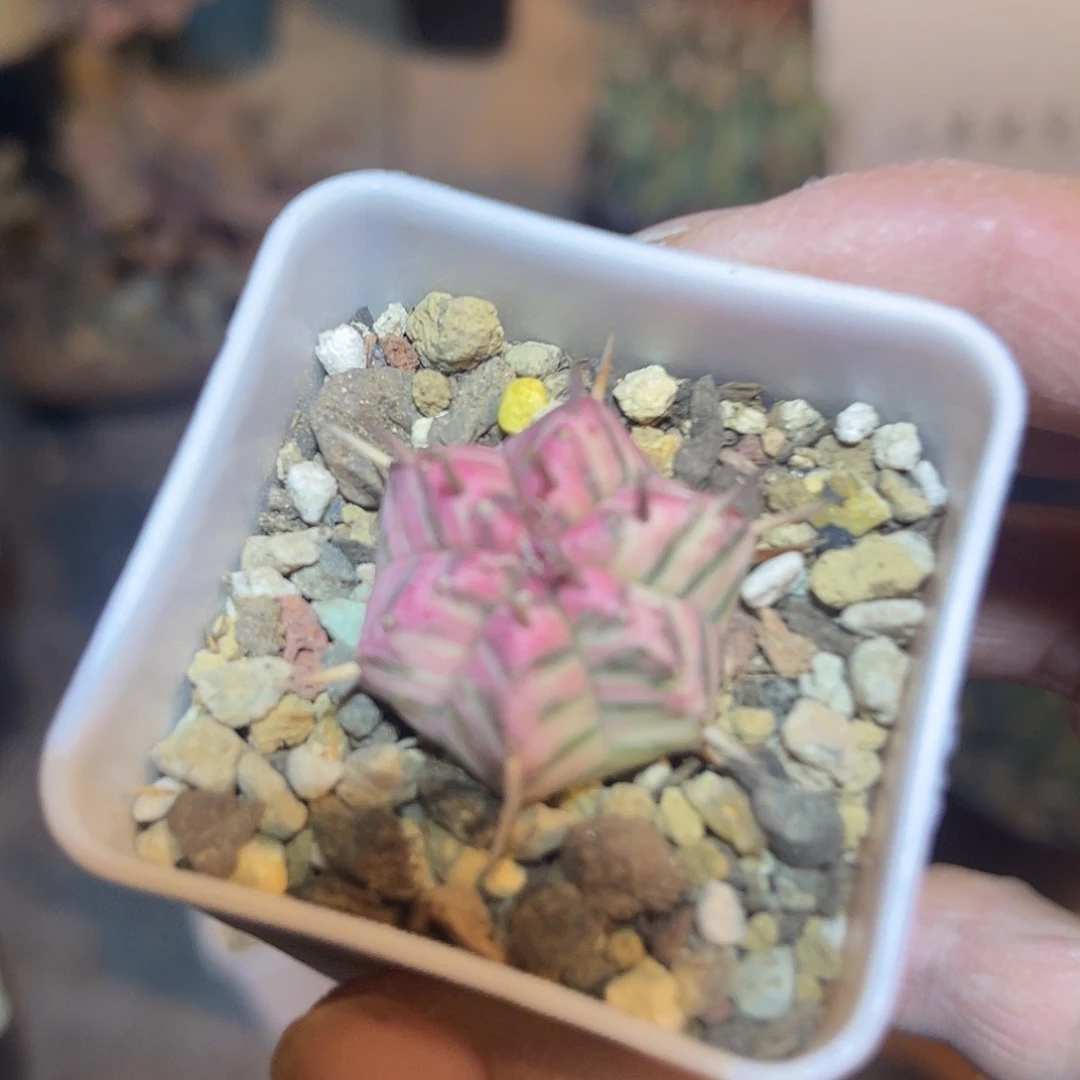 斑马大戟锦一物一拍