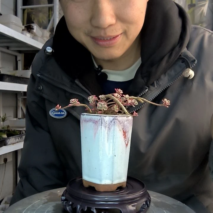 小*子小盆景小植物一物一拍418