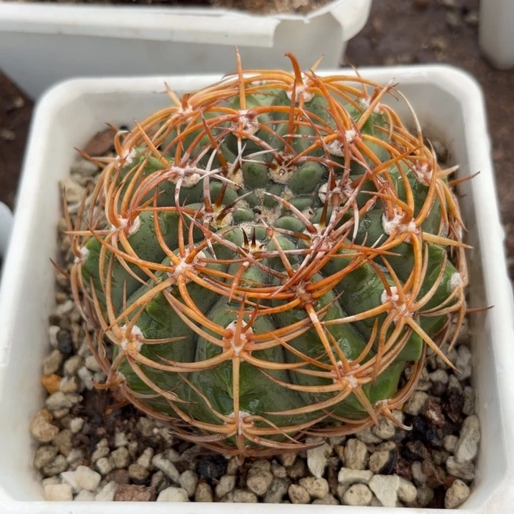 实生碧岩包刺好养