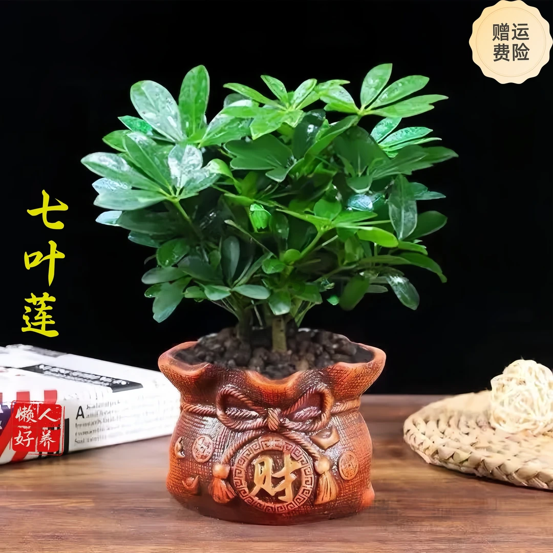 四季常绿鸭脚木绿植盆栽吸甲醛防辐射净化空气室内客厅适用20CM至