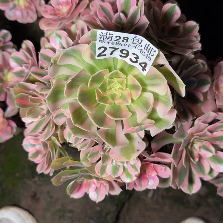 27934南女巫多肉植物