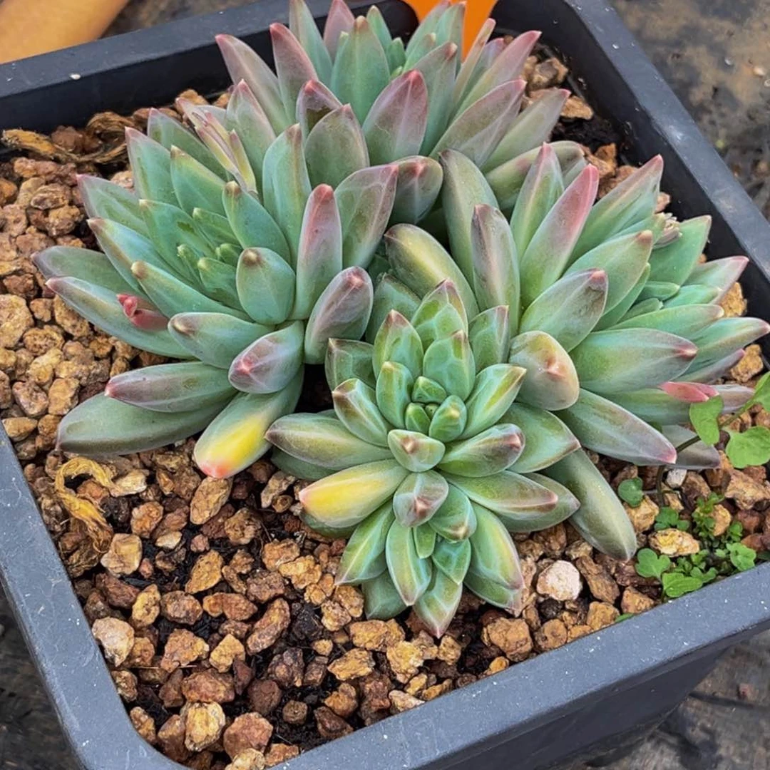 1791号上午多肉植物群生多肉植物