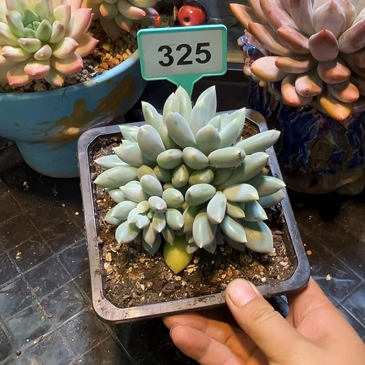 多肉植物胖体哥特325