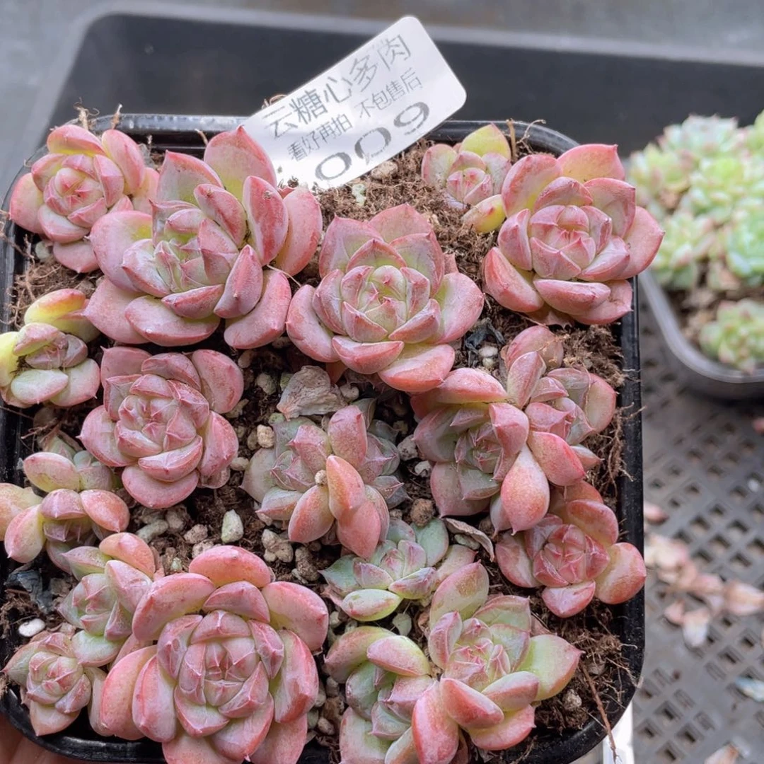 云糖心多肉植物009