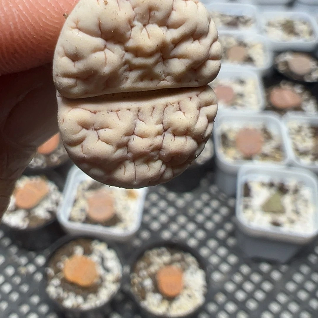 【闪购商品】909……