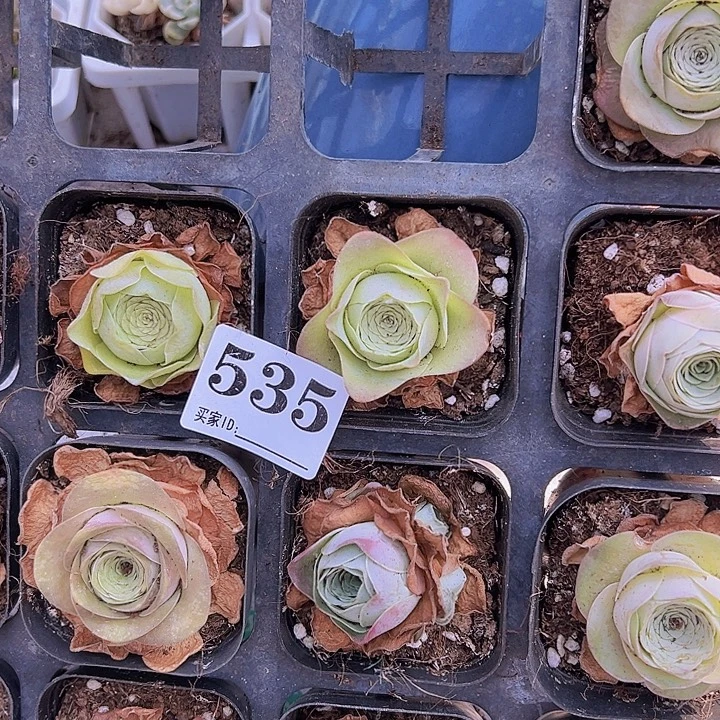 梦***回寿桃535玫瑰13颗玫瑰
