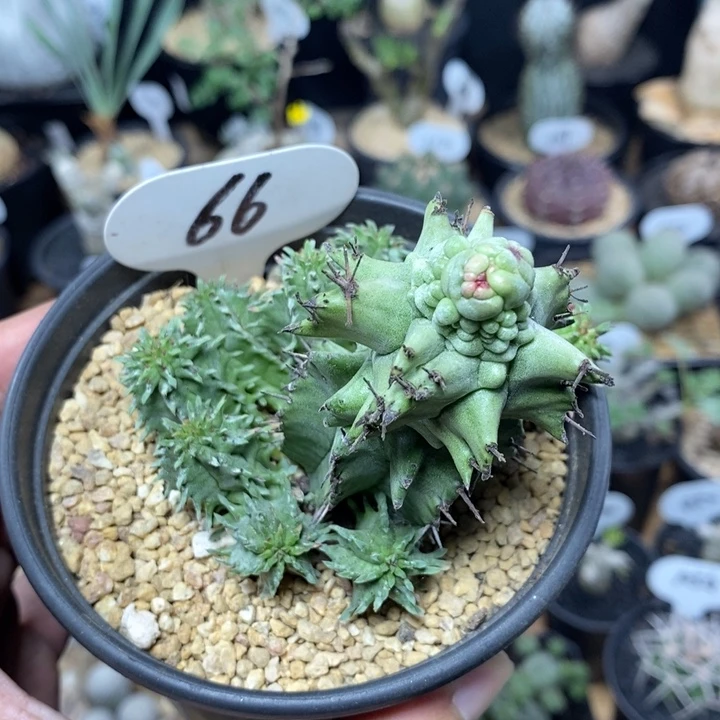 石化魁伟玉66号8cm