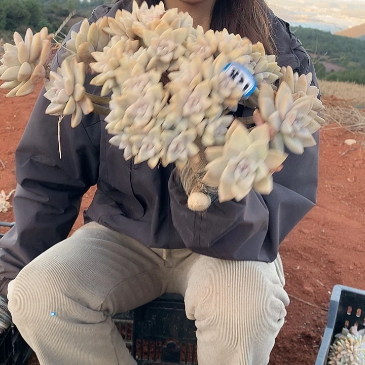 831微瑕一物一拍淡雪缀