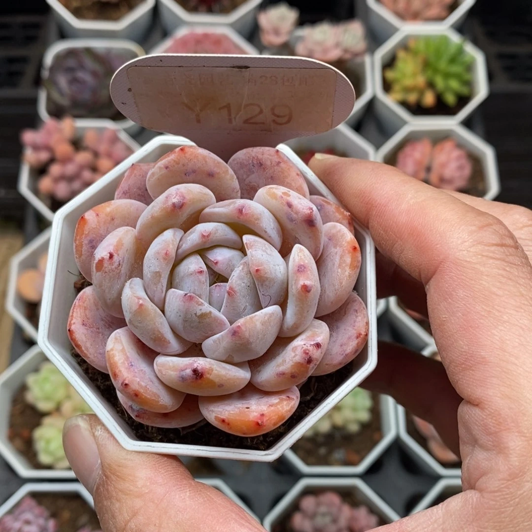 0129 血橙 6cm单头