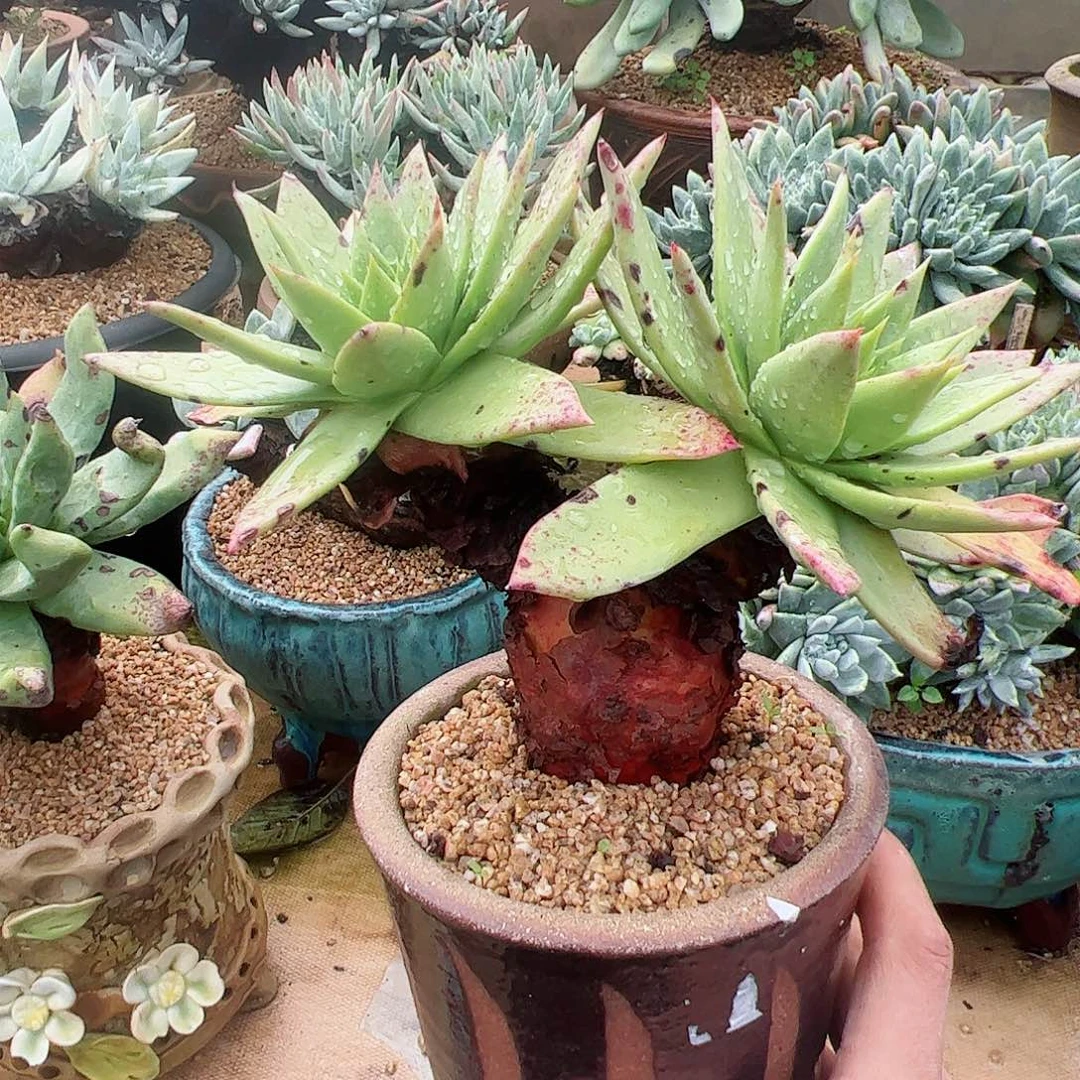 2524坎黛拉贝若仙女杯