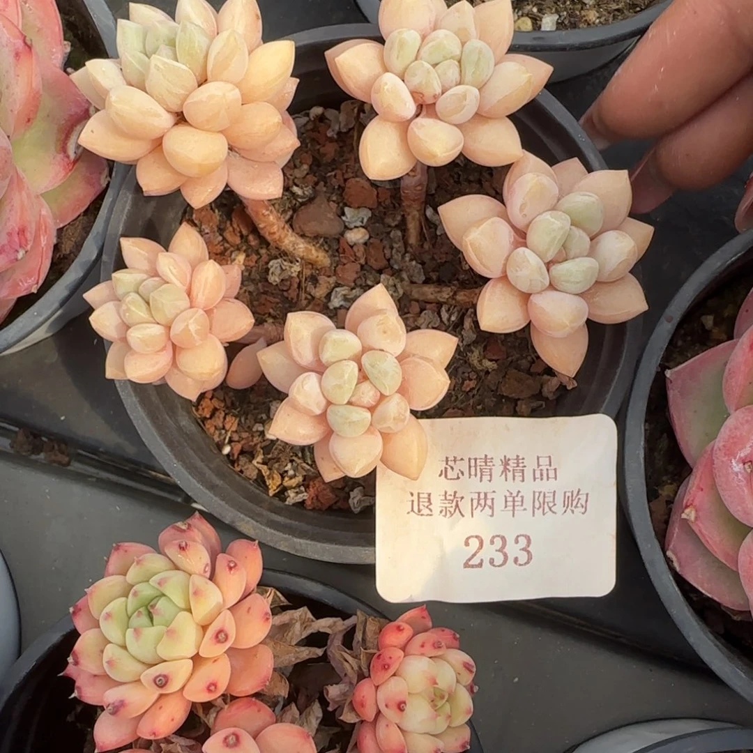 闪购精品多肉233号