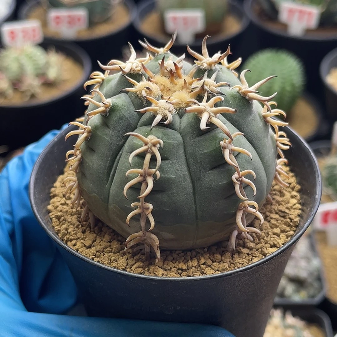 短豪刺猫爪仙人球多肉