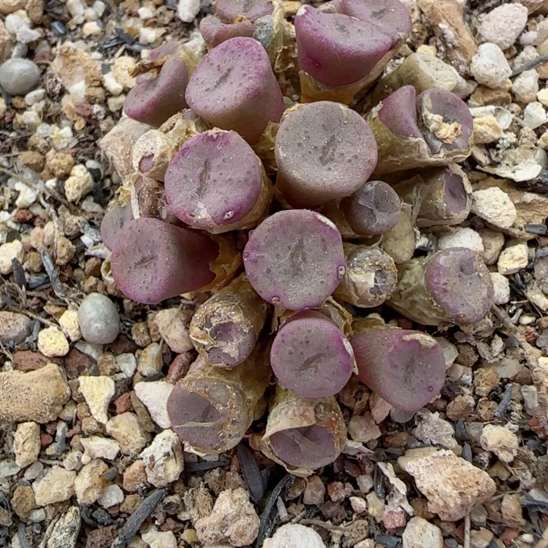 唐**鱼204纽扣福利福利