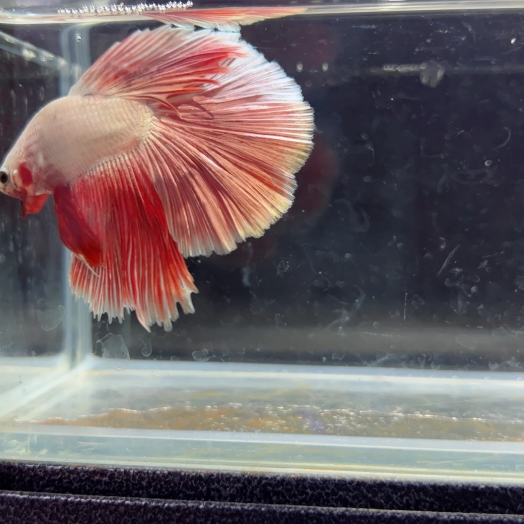 斗鱼浅色特殊尾hhhh