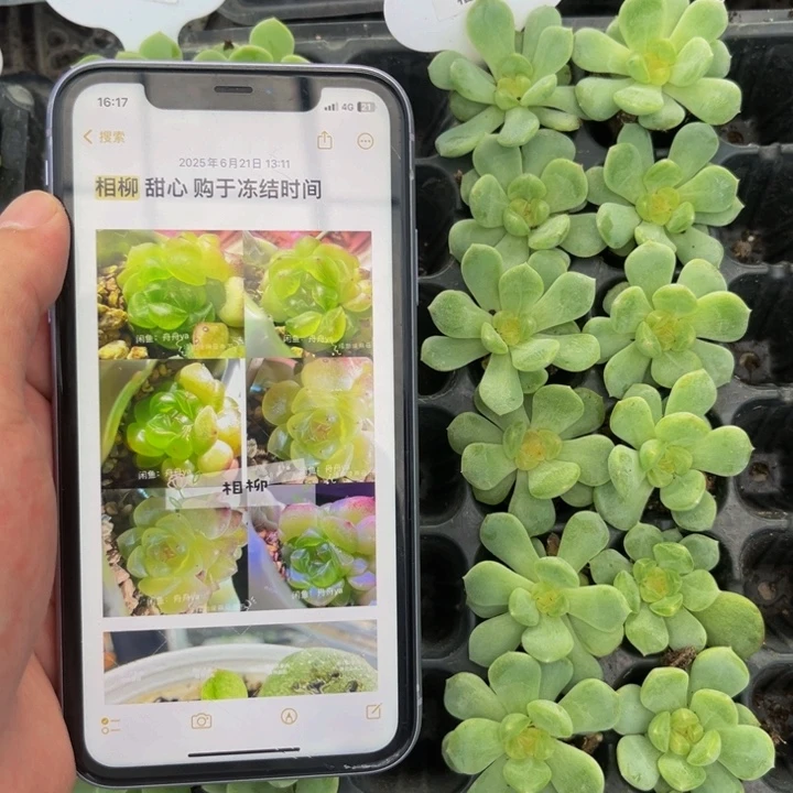 舟舟相柳，满9.9元包邮