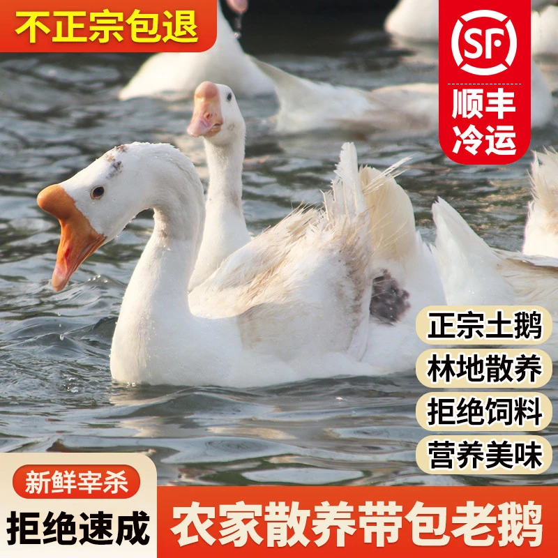 农村散养老鹅土鹅肉大鹅整只5.5-6斤现杀冷冻新鲜放养大鹅（2只）