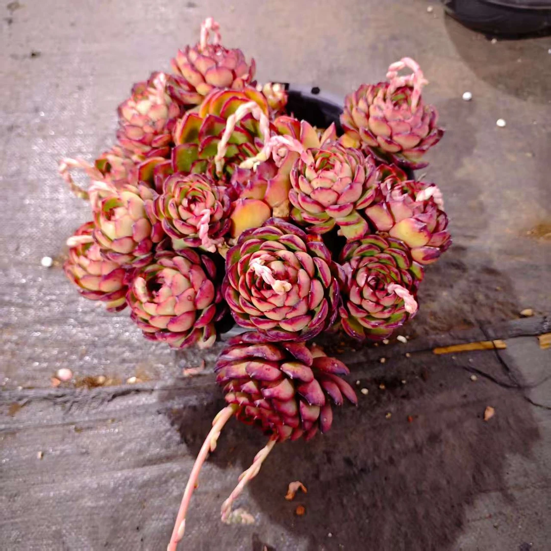 保利安娜280#云大B2棚   精品多肉 新手必备好看好养一单包邮