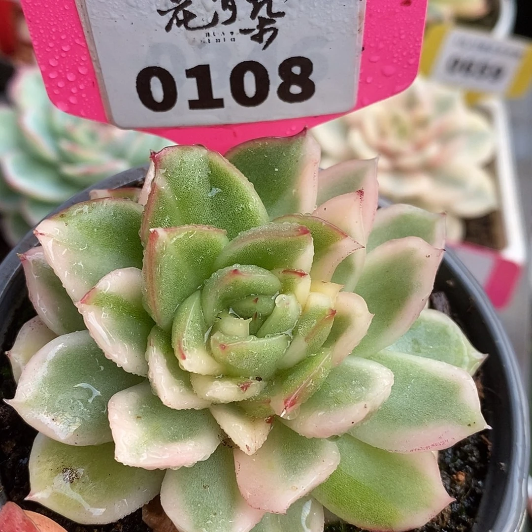 108碧浪哈哈哈哈哈哈哈