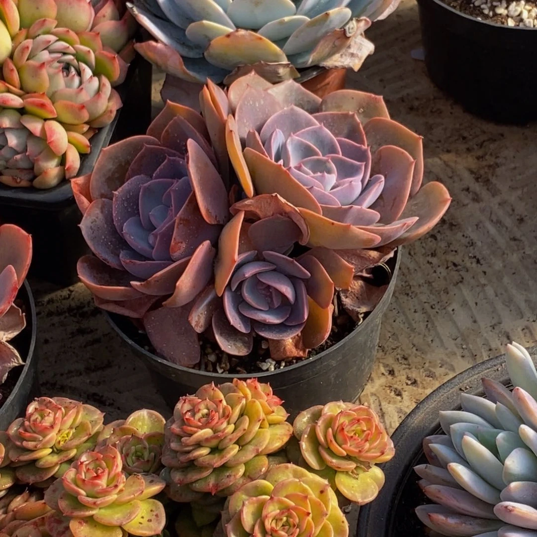 习**好48包邮一物一拍多肉