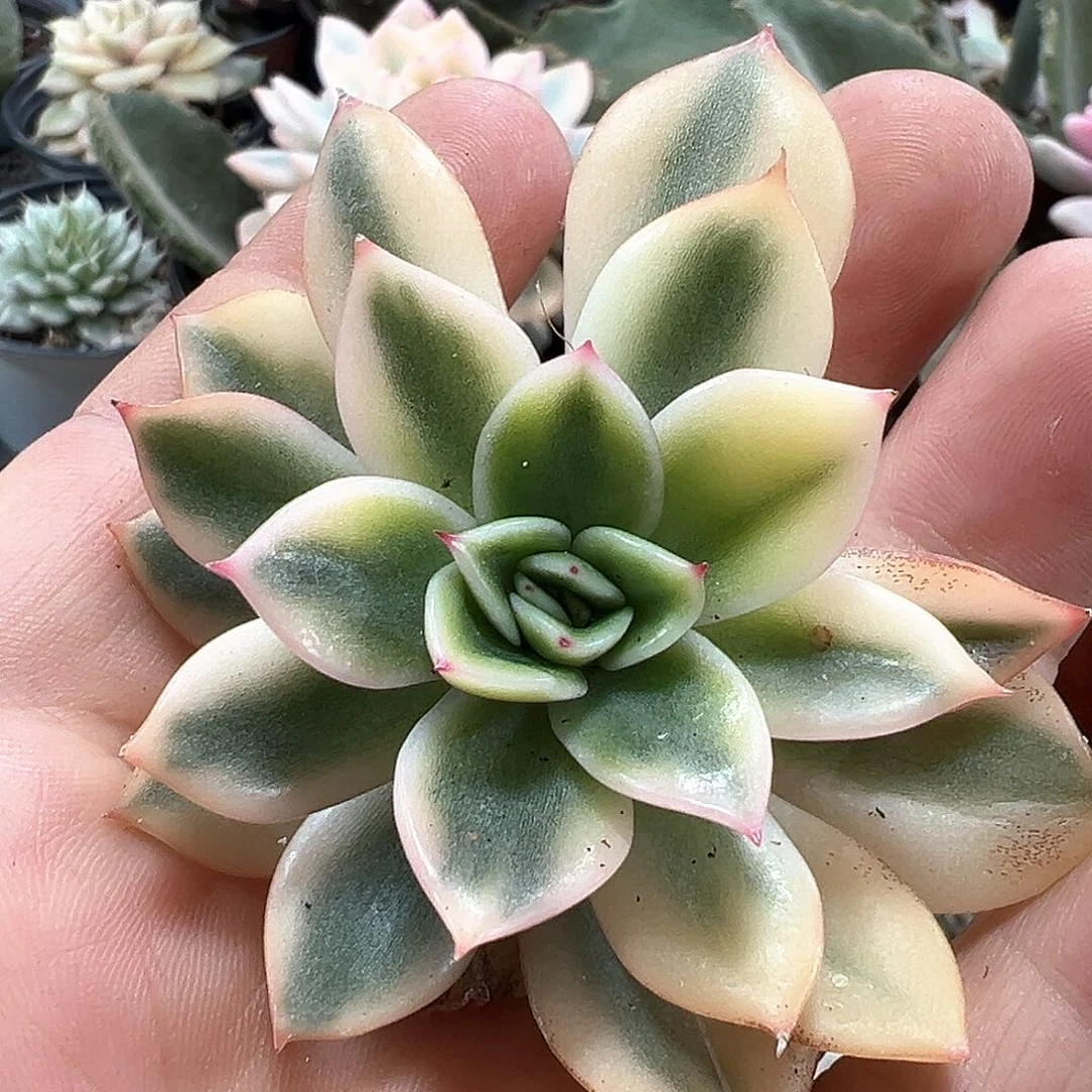 黄金朱比例锦小方花圃一物一拍