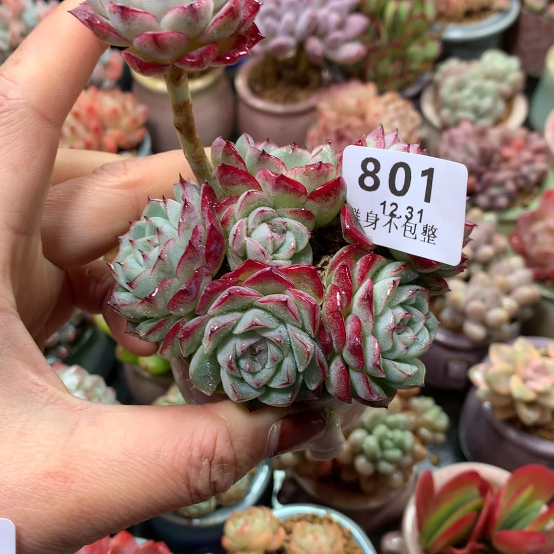 精控拇指盆12.31801